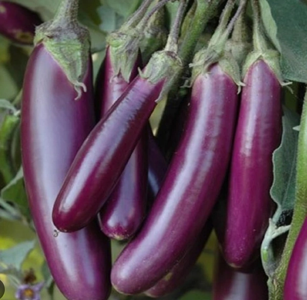 Brinjal(వంకాయ) - 1 KG