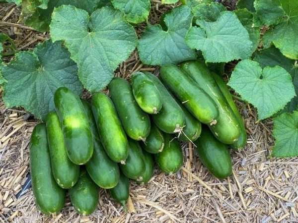 Cucumber - 1 KG