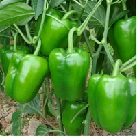 Green Capsicum - 1 KG