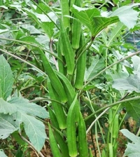 Lady finger(బెండకాయలు) - 1 KG