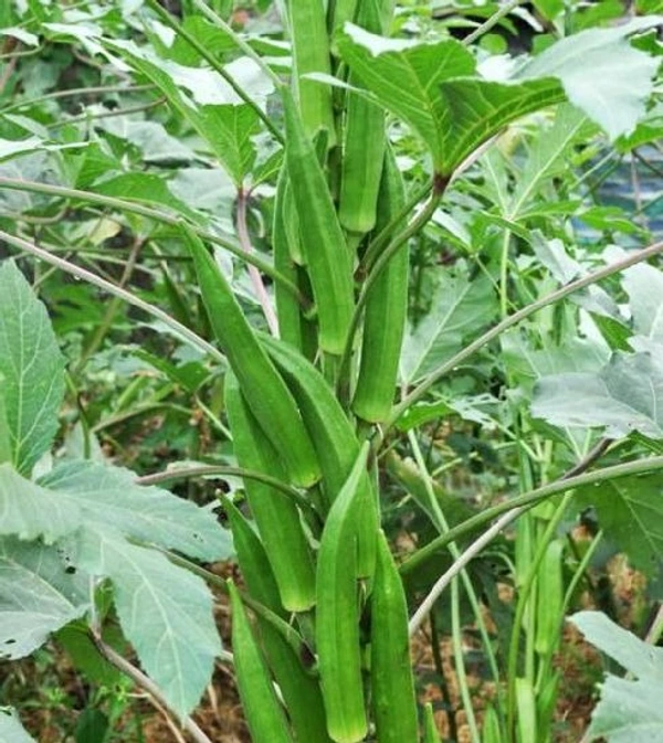 Lady finger(బెండకాయలు) - 1 KG