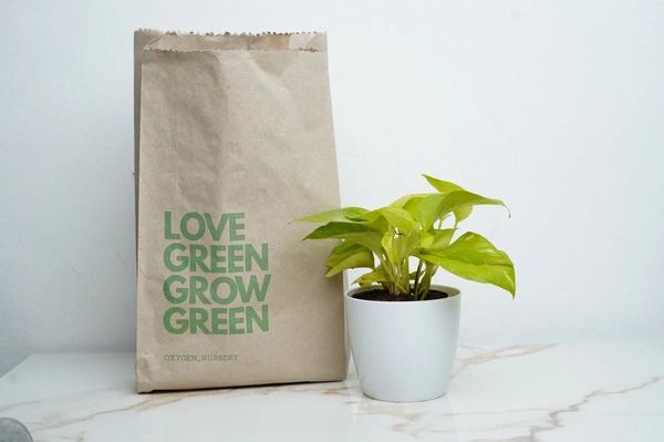 Plant 2