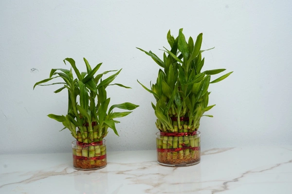 Combo Plant 