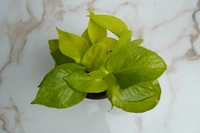 Plant 2