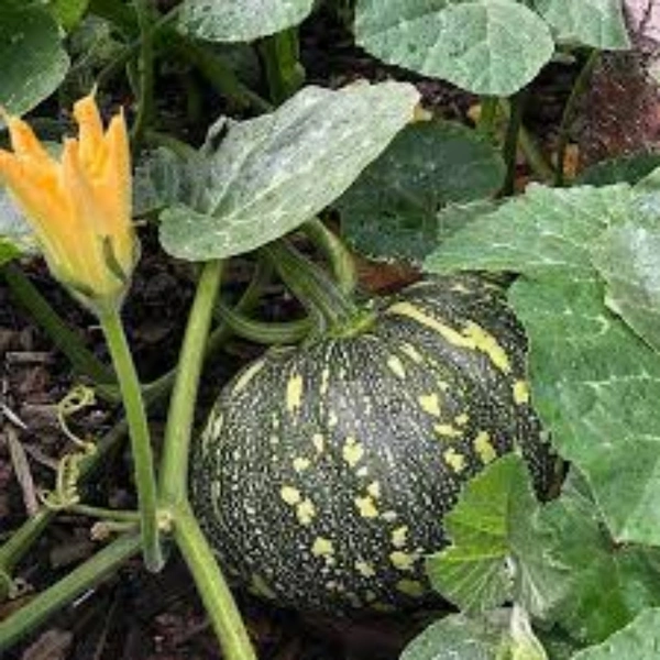 Kaddu (Pumpkin) - 1Kg