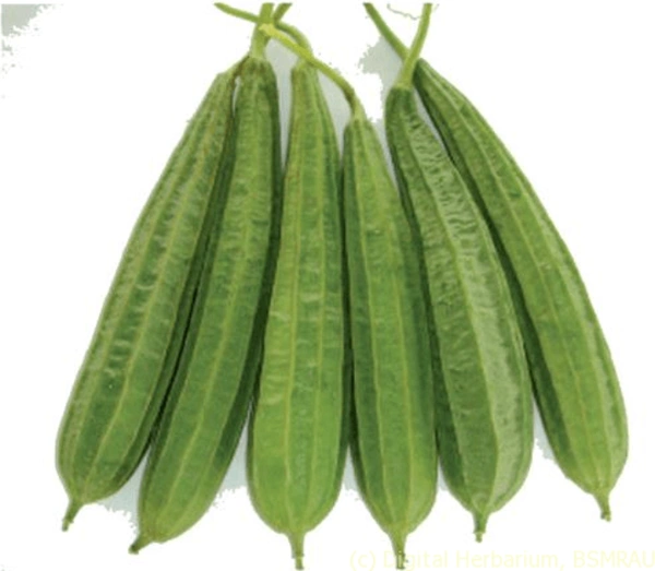 Ridge gourd (Satputiya/Taroi) - 500gms