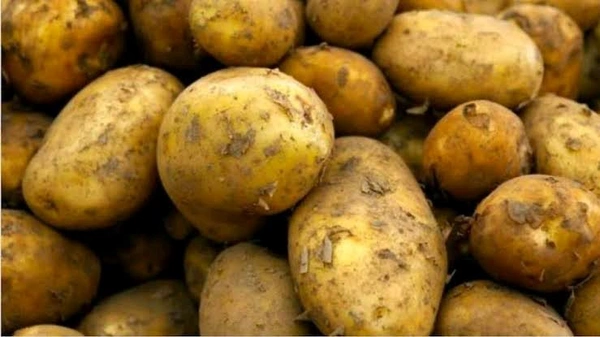 आलू, प्याज, टमाटर - aloo, pyaj, tamatar, alu, pyaaj,dhaniya,mirch,mircha, sabji - नया आलू 1 kg