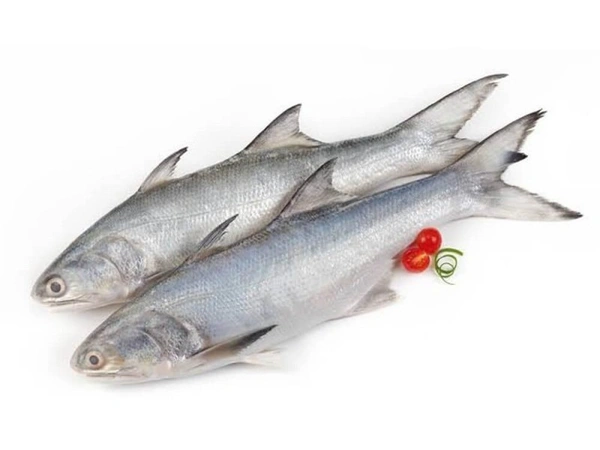 Fish - Salmon (Kaalaan / Raav / Thora Meen)