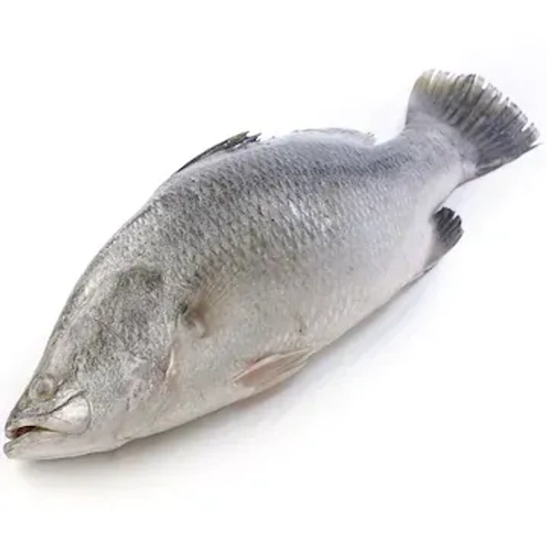Betki Fish (Barramundi / Asian Sea Bass / Koduva Meen)
