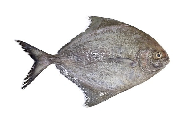 Fish - Black Pomfret (Karutha Avoli / Karutha Maanthal Meen)