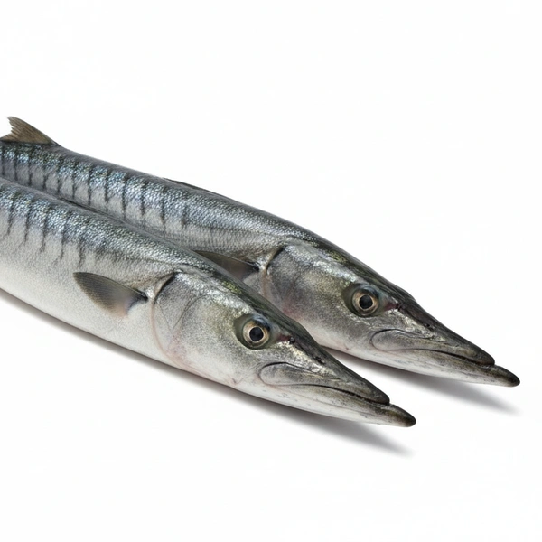 Fish - Baraccuda, Sheela ( Neduva )