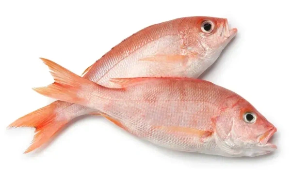 Fish - Red Snapper (Chempalli / Chempally Meen / Rani Meen)
