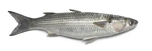 Fish - Mullet Fish (Thirutha / Kanambu / Madavai Meen)