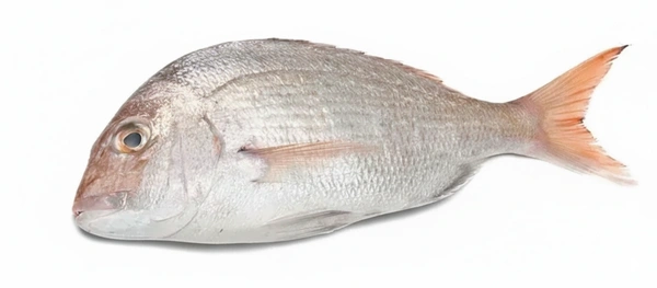 Fish - White Snapper (Vela Meen )