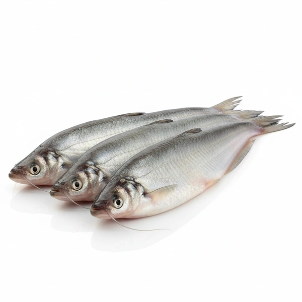 Fish - Papda Fish (Papda Meen / Vaala Thenga / Butter Catfish)