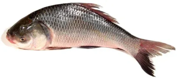 Fish - Catla Fish (Katla Meen)