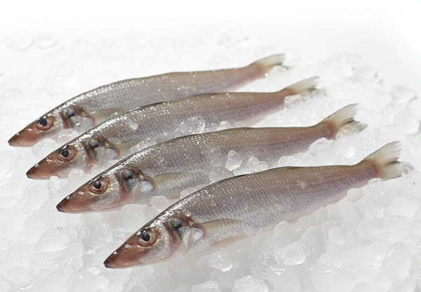 Fish - Lady Fish (Kane / Kanni Meen)