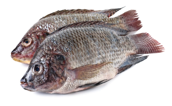 Fish - Tilapia (Ponnan Meen / Jalebi Meen)