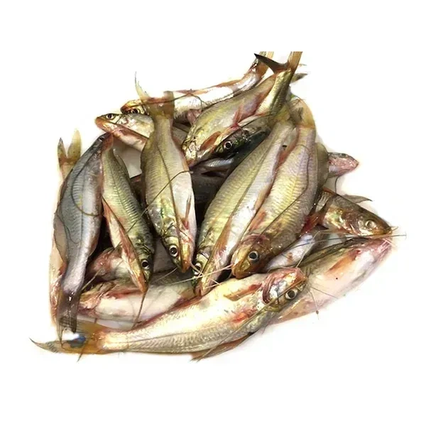 Tengra Fish (Tengra Meen / Catfish Type)
