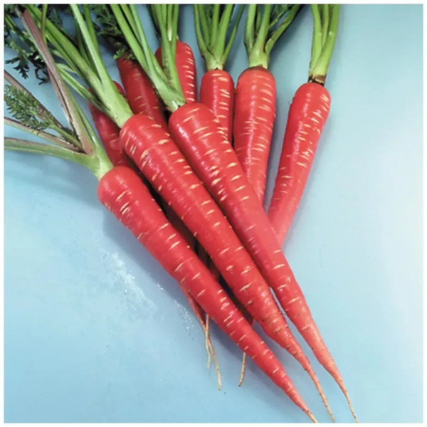 Gaajar (Carrot) 🥕 - 1Kg