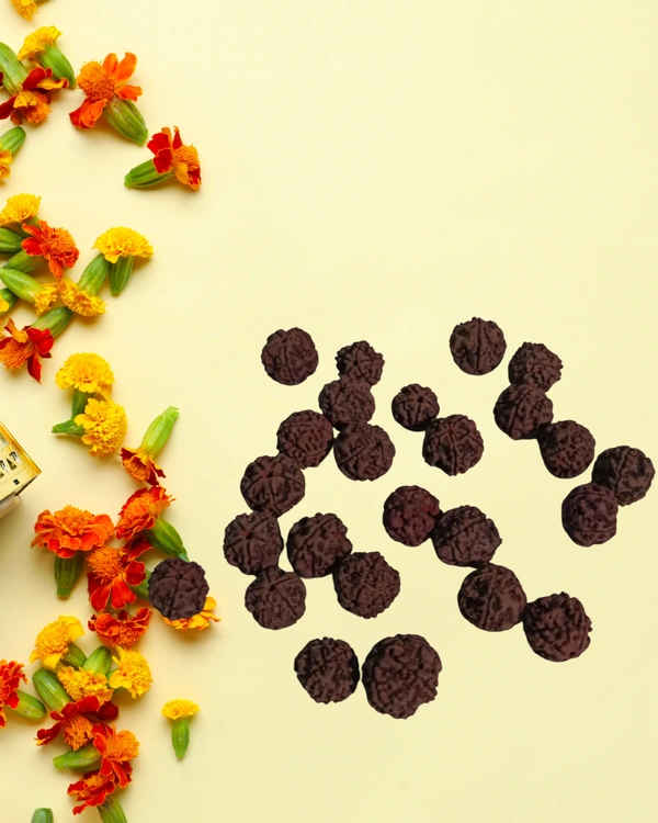 Rudraksha Beads - 25 Nos 