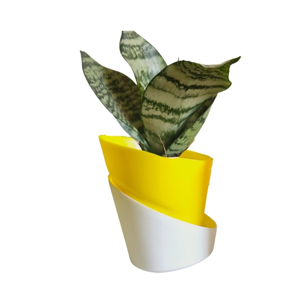 Self Watering Pot With Dwarf Snake Plant - Blue