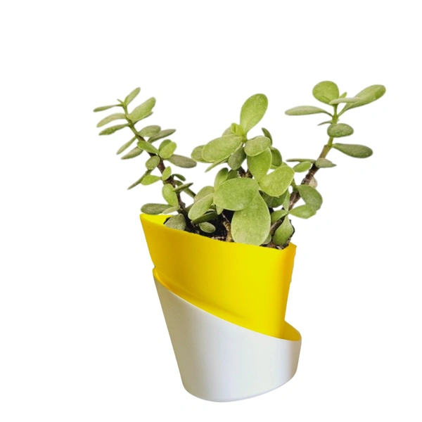 Self Watering Plant With Jade Plant - Pink Lace