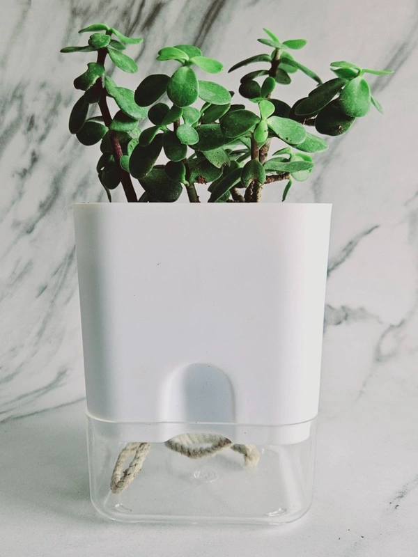Self Watering Planter - White, 5