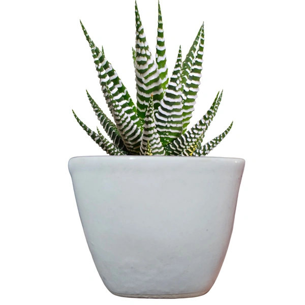 Mini Ceramic Pot - 
