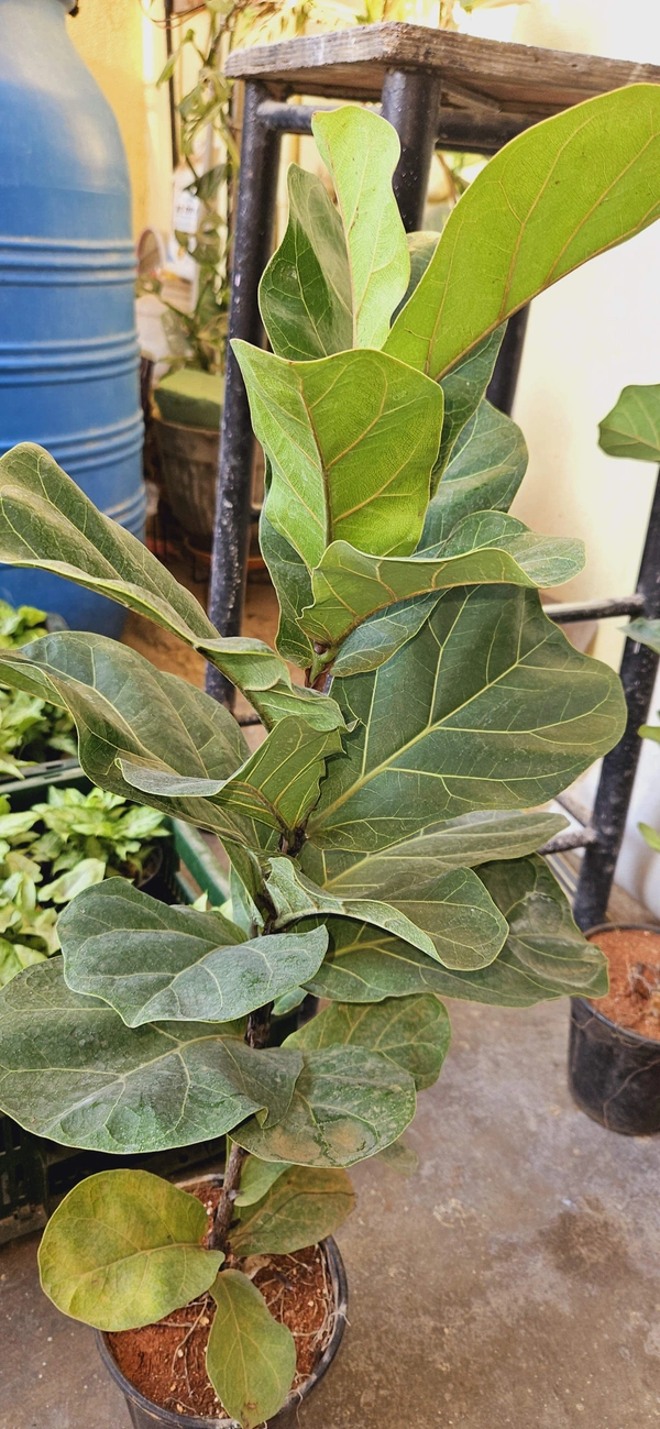 Fiddle Leaf Fig