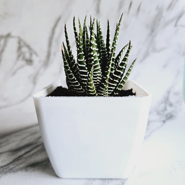 Haworthia Zebra Plant With Pot