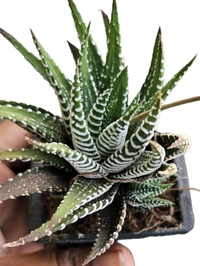 Haworthia Zebra Plant With Pot