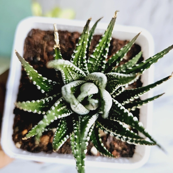 Haworthia Zebra Plant With Pot