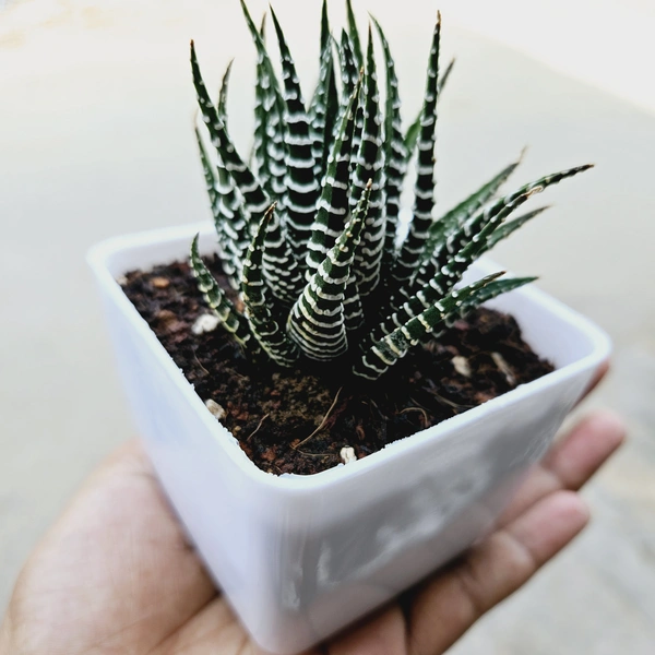 Haworthia Zebra Plant With Pot