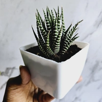 Haworthia Zebra Plant With Pot