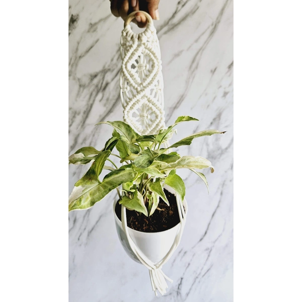 Macreme Plant Hangers Pack Of 4 - White