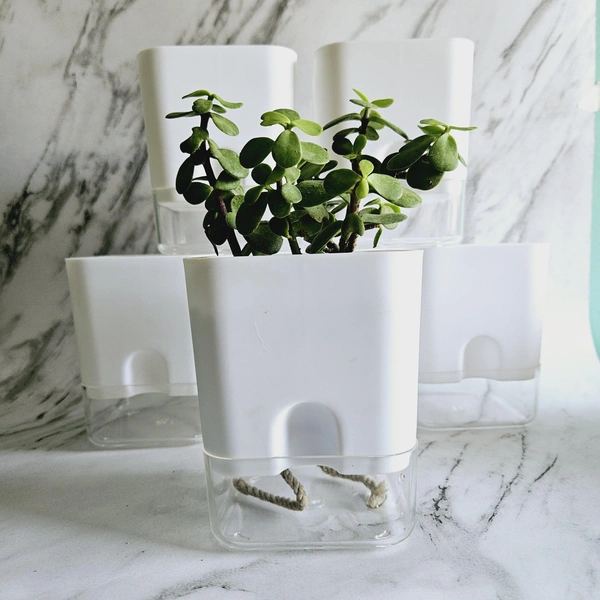 Self Watering Planter - White, 1