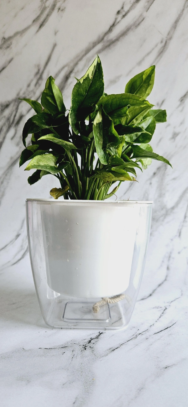 Self Watering Planters - White, 2