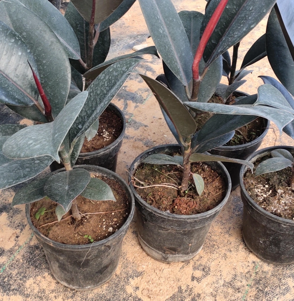 Rubber Plant