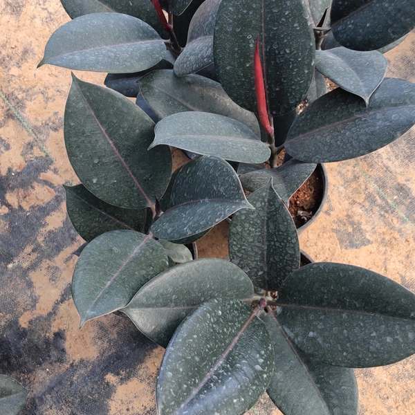 Rubber Plant