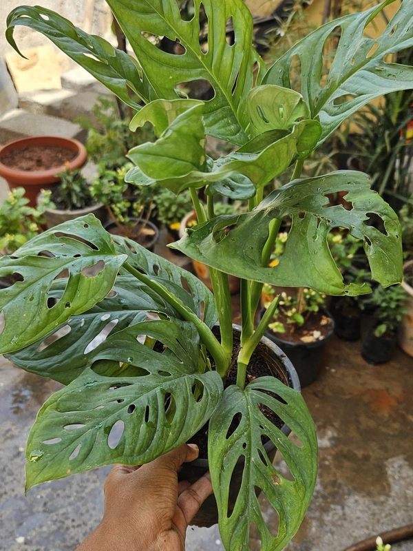 Monstera Adasonii (Swiss Cheese plant)