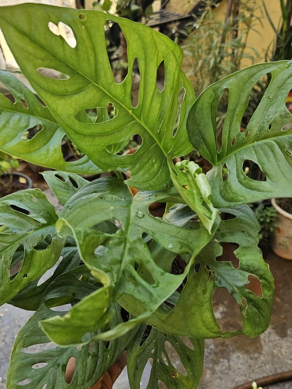 Monstera Adasonii (Swiss Cheese plant)