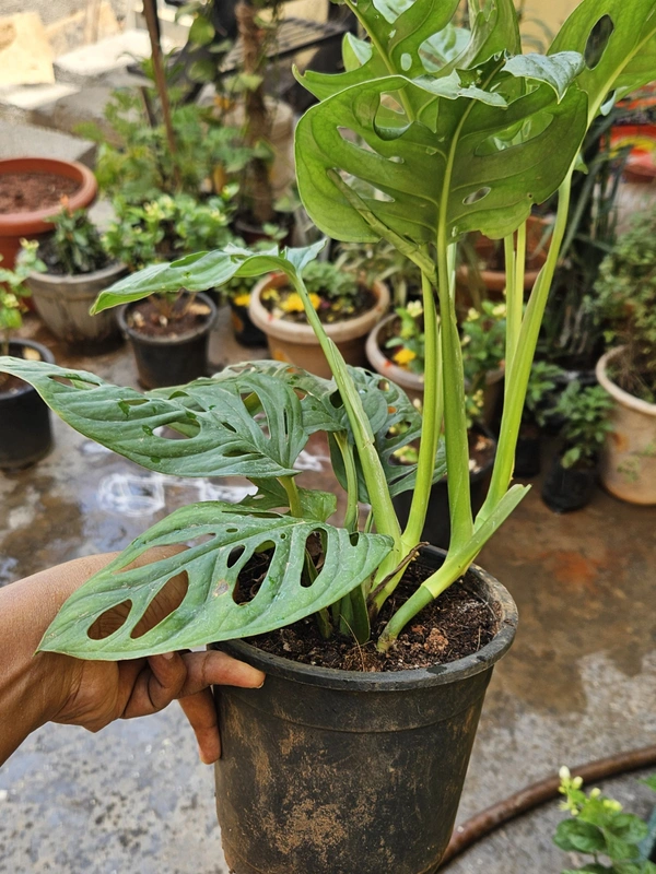 Monstera Adasonii (Swiss Cheese plant)