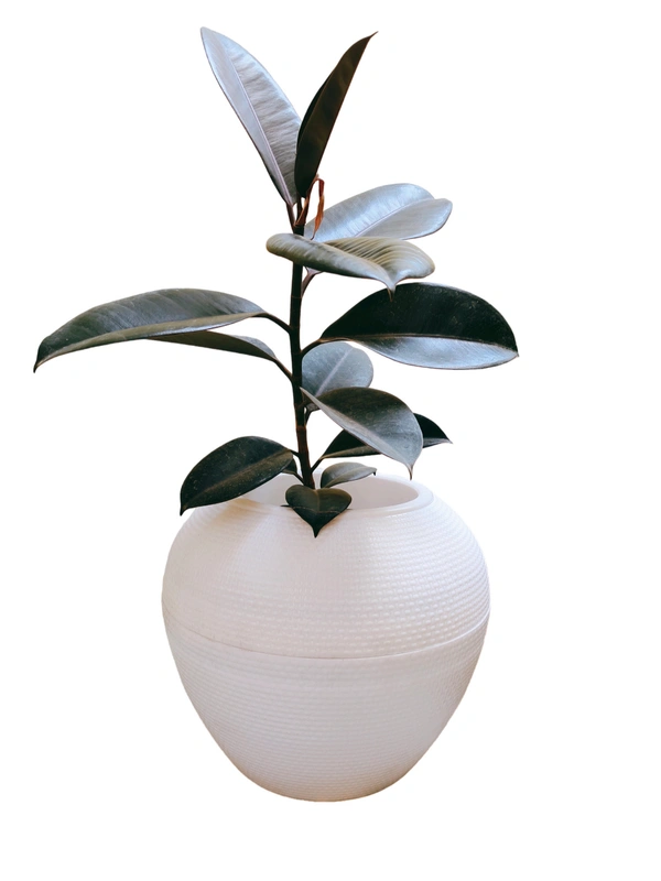 Self Watering Apple Planters - Pack Of 2 - Light Brown