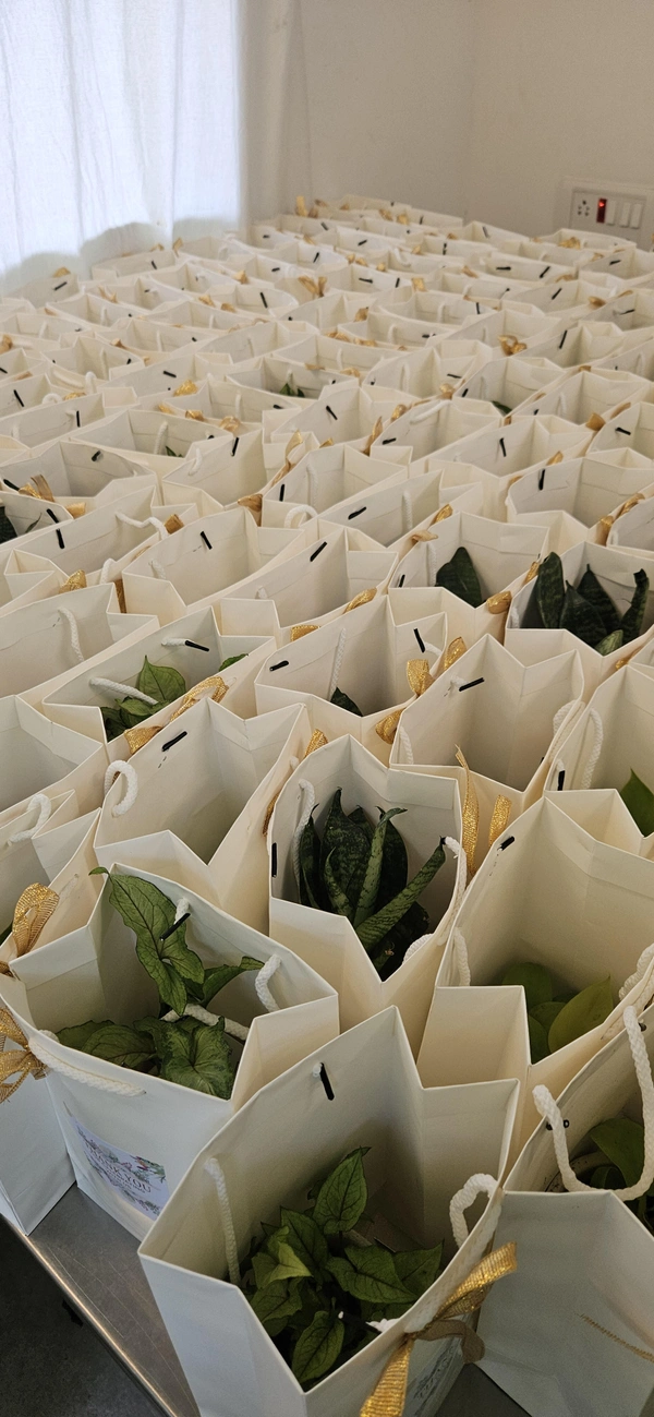 White Paper Bags - White, 50