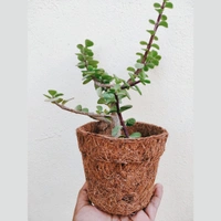 Coir Pots 4 Inch - 10