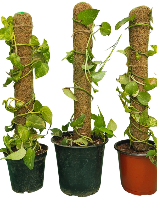 Coir Pole 2 Feet - Pack Of 2