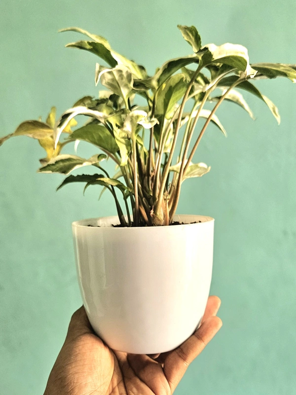 White Pots - 4 Inch, White, 10