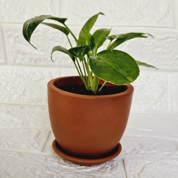 Terracotta Pot With Plate - 4 Inch, Pot With Big Jade