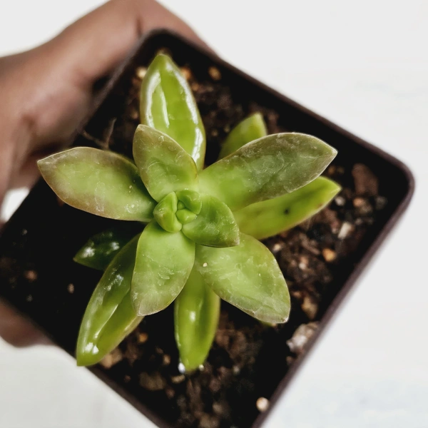 Red Sedum Succulent 